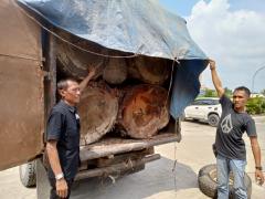 Polsek Kampar Kiri Tangkap Mobil Bermuatan Kayu Ilegal logging